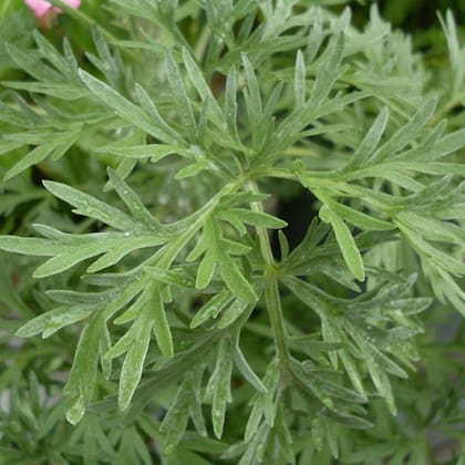 La hierba del ajenjo, un excelente aliado natural