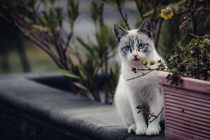 La hierba gatera es una buena opción para quienes quieren una opción decorativa que no sea peligrosa para los felinos