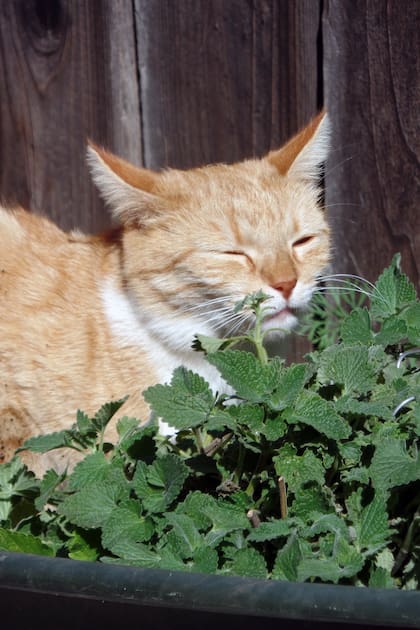 La hierba gatera es una planta parecida a la menta, al frotarse contra ella u oler sus flores, los gatos ronronean y suelen comportarse de manera juguetona