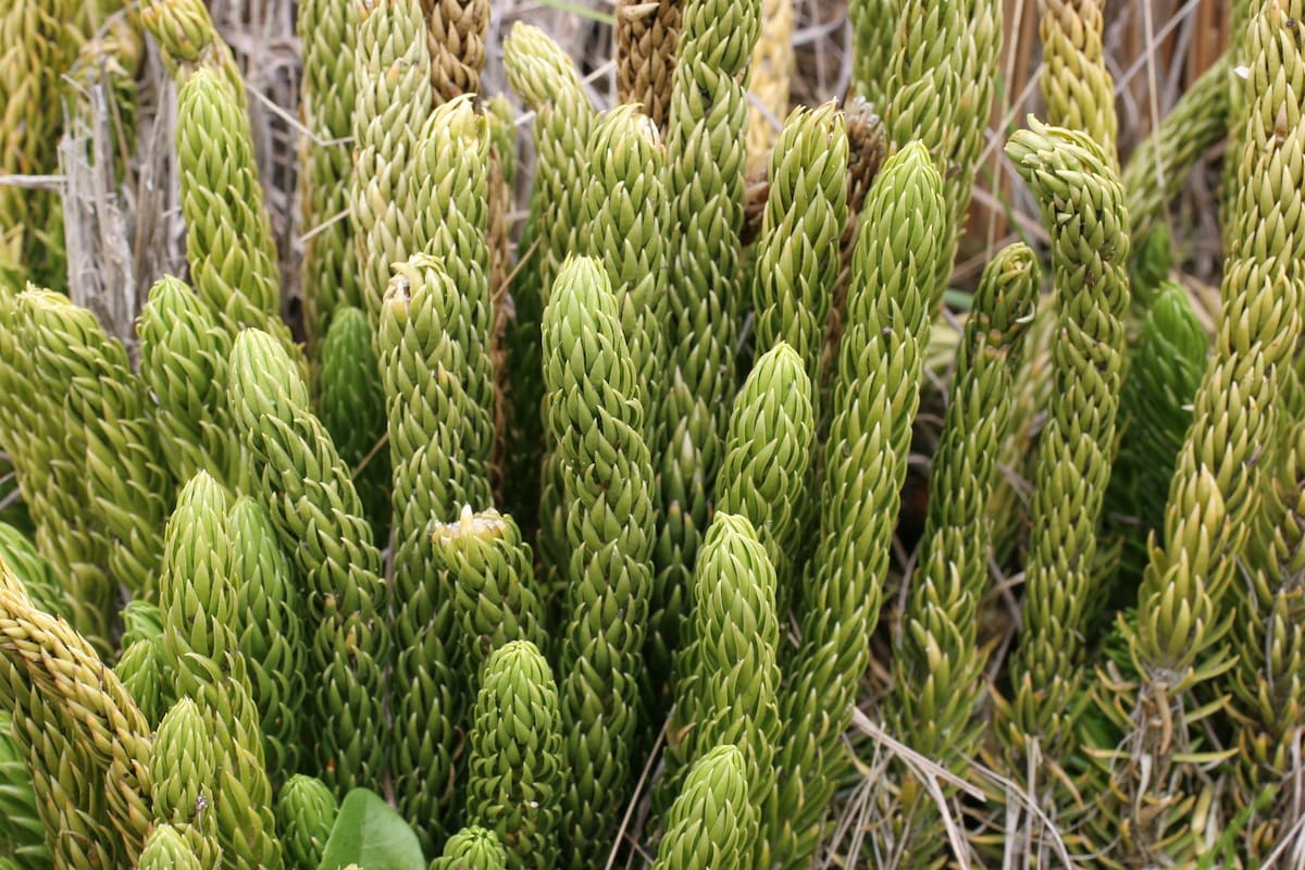 La hierba medicinal cuyo nombre científico es Phlegmariurus saururus y es conocida como cola de quirquincho es una planta perenne que se encuentra geográficamente en Chile, Bolivia, Perú y Argentina