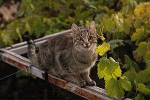 La hierba medicinal que puede contribuir a una mejor calidad de vida de tu gato (Imagen ilustrativa)