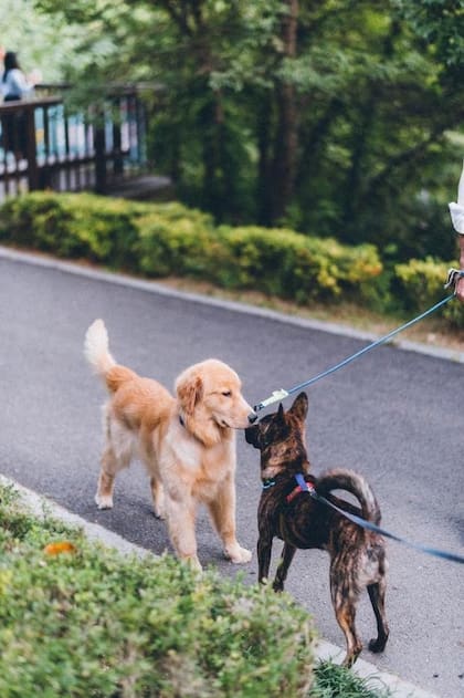 “La hierba pasa principalmente a través del tracto intestinal del perro sin digerir”, señala Sung (Foto: Bundo Kim/Unsplash)