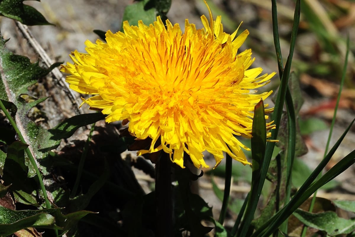 La hierba que ayuda a sanar el hígado graso y reduce la inflamación (Foto de carácter ilustrativa: Freepik)