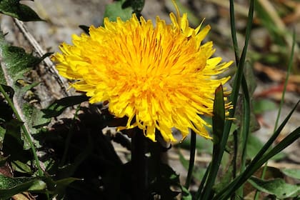 La hierba que ayuda a sanar el hígado graso y reduce la inflamación (Foto de carácter ilustrativa: Freepik)