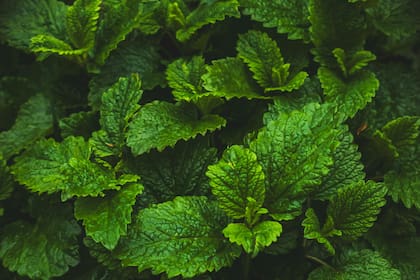 La hierba que puede mezclarse con el mate para erradicar el estrés y mejorar la concentración