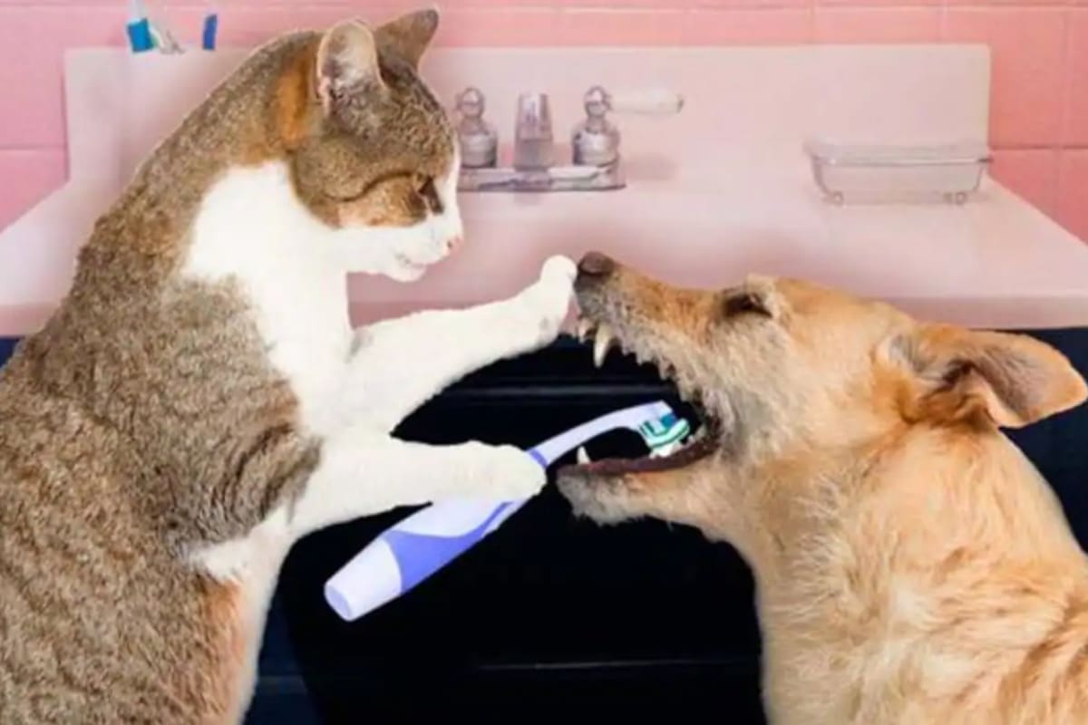 La higiene dental de las mascotas es clave para evitar el mal aliento