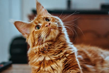 La higiene, el cuidado del pelaje y la alimentación son fundamentales en la rutina del gato