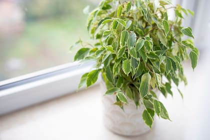La higuera benjamina o Ficus benjamina es una planta que purifica el aire al absorber, durante la fotosíntesis, una serie de productos químicos presentes en los pesticidas y detergentes.