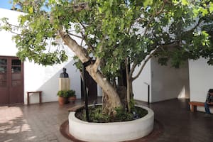 La higuera de Doña Paula en la casa natal de Sarmiento. San Juan .