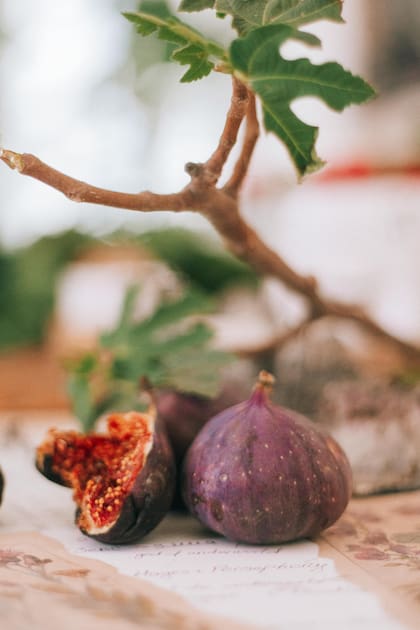 La higuera es un árbol muy resistente que prefiere climas cálidos y secos, aunque soporta heladas leves