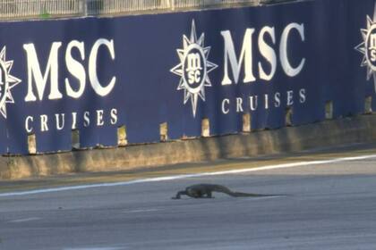 La hilarante aparición de un lagarto en el medio de la práctica del Gran Premio de Singapur: “Godzilla tuvo un hijo”
