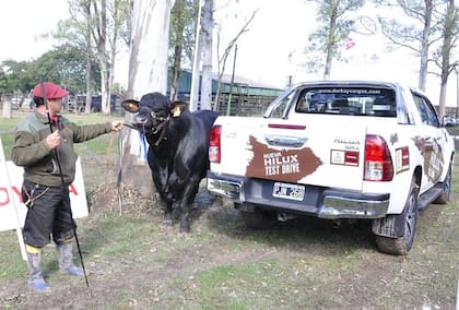 La Hilux tuvo su lugar en LA NACION Ganadera Norte