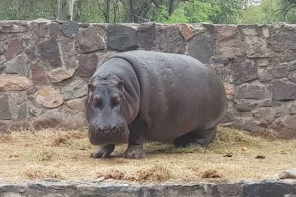 La hipopótoma Chiquitita