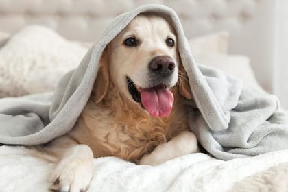La hipotermia afecta a una gran cantidad de perros