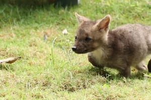Una familia rescató un cachorro en una zona rural, pero después se llevó la sorpresa de su vida