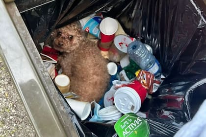 La historia conmovió a todos en las redes sociales (Foto: The Dodo)