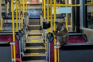 La historia conmovió a todos en las redes sociales (Foto: Facebook Koala Rescue Brisbane South Inc.)
