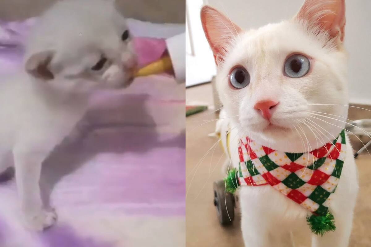 La historia de Angelito, el gato para el que no había esperanza y sorprendió con su lucha