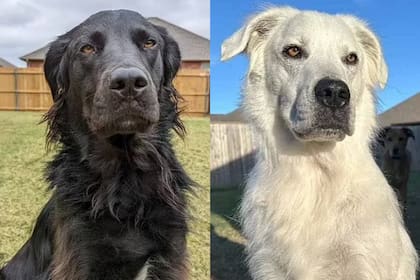 La historia de Buster, el perro que pasó de ser negro a blanco