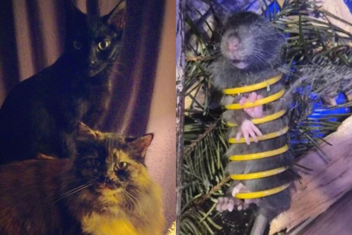 La historia de dos felinos que quisieron cazar a un ratón