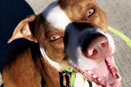 La historia de dos jóvenes que sin buscar, adoptaron un pitbull que llegó a sus vidas