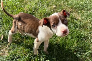 Lo abandonaron en una estación de servicio, estuvo a punto de morir de hambre, pero lo salvó un policía