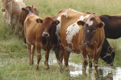 La historia de este rodeo comenzó en 1959, cuando el INTA decidió fundar una unidad experimental en Leales