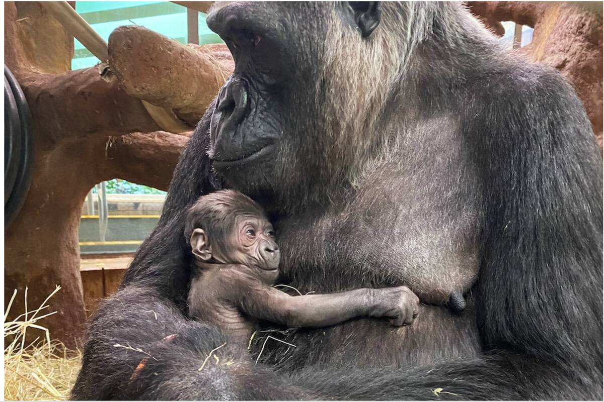 La historia de Freedy, la gorila de 50 años que causa impresión en un zoólogico de los Estados Unidos