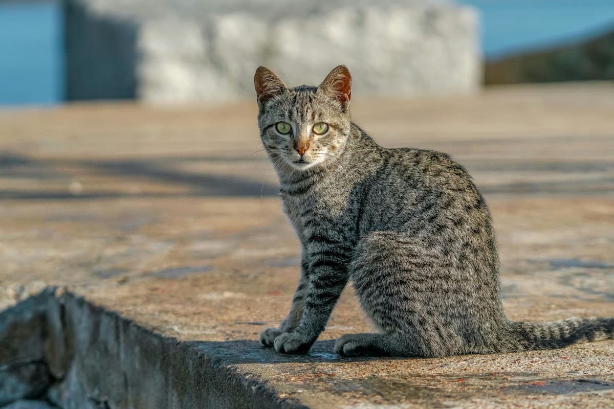 La historia de Houtong está marcada por dos protagonistas inesperados: el carbón y, más recientemente, los gatos