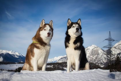 La historia de la domesticación canina arrancó hace más de 20.000 años atrás