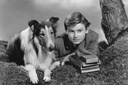 La historia de Lassie comenzó en un periódico y llegó hasta el cine