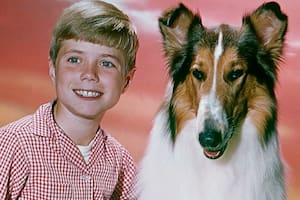 La historia de Lassie, la perra que dejó una huella en el cine y la televisión