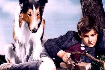 La historia de Lassie, una mascota que se convirtió en una estrella internacional