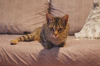 La gata Manuelita: no podía caminar, fue adoptada y hoy es testigo de la resiliencia