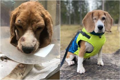 La historia de McMuffin: pasó de estar prácticamente sin vida a encontrar una familia que le cambió su destino