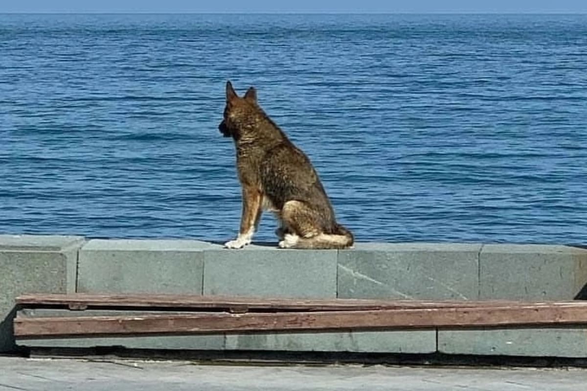La historia de Mukhtar conmovió a todos