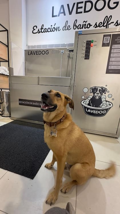 La historia de Nala dio origen a LAVEDOG, la primera estación de baño autoservicio para perros. Está ubicada en Flores, CABA.