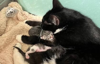 La historia de Oreo, una gata rescatada que emocionó a todos
