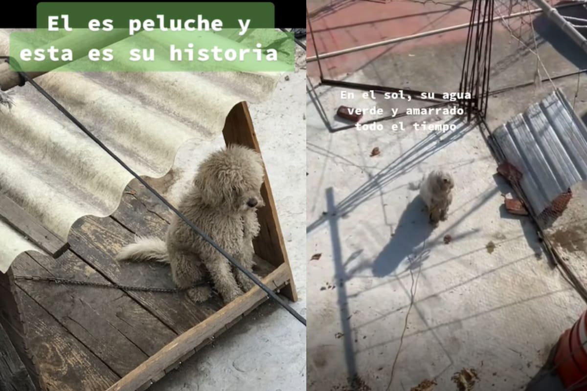 La historia de Peluche conmovió en las redes (Captura TikTok)
