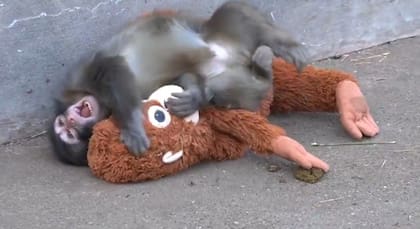 La historia de Punch, el mono bebé que fue abandonado por su madre cuando nació