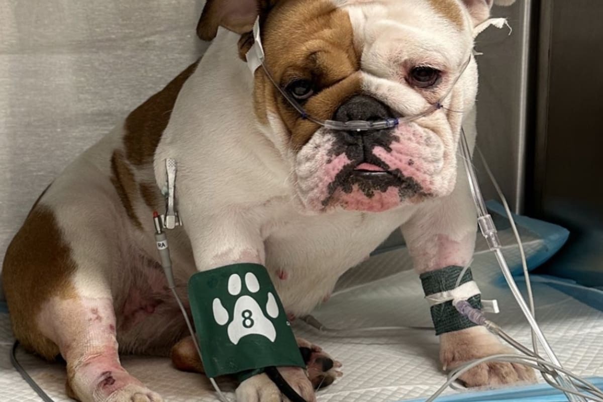 La historia de Reba ha inspirado una nueva ley de protección animal en Nevada. Foto: @RebasLaw