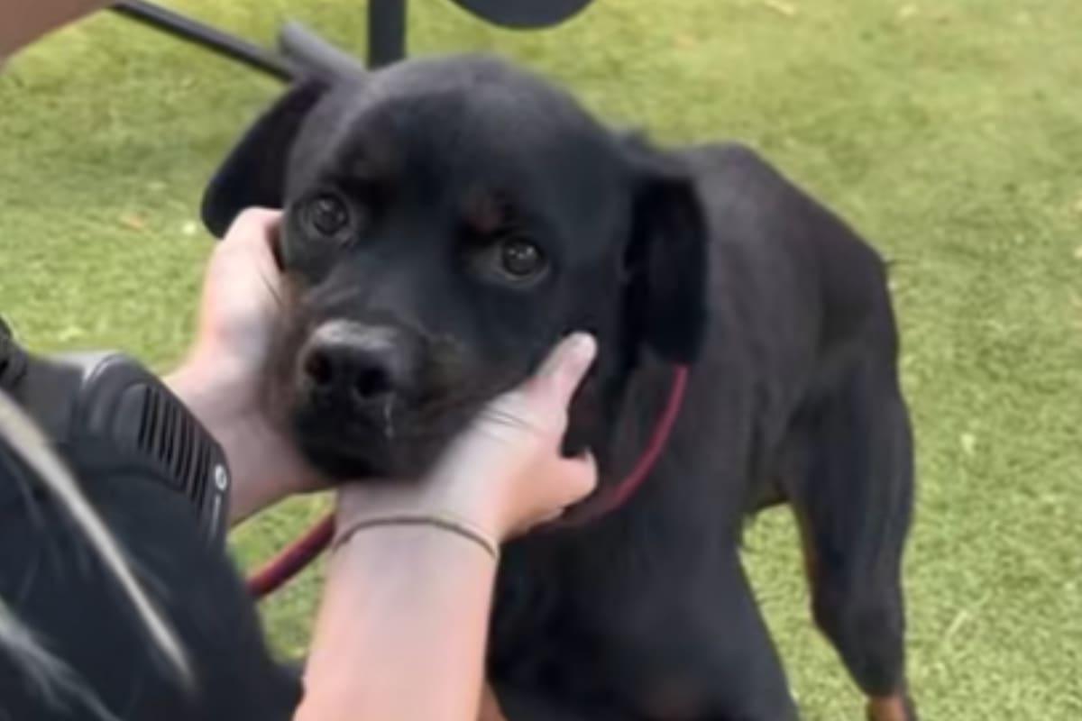 La historia de Stewie conmovió a todos en redes sociales (Foto: Orange County Animal Services)