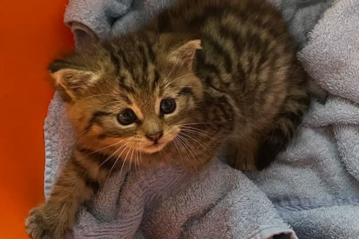 La historia de un gato rescatado en un camino rural que terminó con un desenlace inesperado