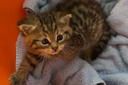 La historia de un gato rescatado en un camino rural que terminó con un desenlace inesperado