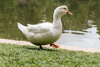 La historia de un pato y un perro que conmovió a todos en redes sociales (imagen ilustrativa)