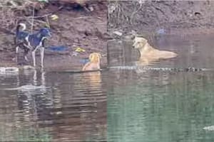 La historia de un perro y tres cocodrilos en India conmocionó a todos por su sorprendente final