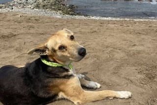 Quién es Vaguito, el perro que espera cada día frente al mar el regreso de su dueño