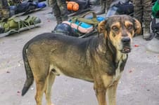 La historia de Vaguito, el perro que pasó de ser rescatado a convertirse en un héroe de la Policía