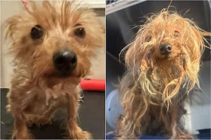 La historia de vida de Apple, la perra que se hizo viral