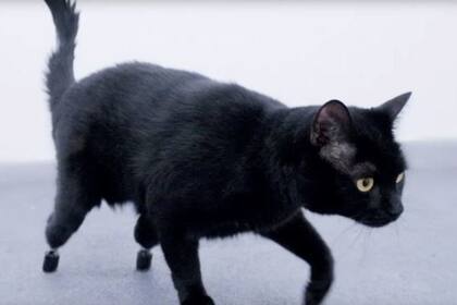 La historia del animal se transformó en un ejemplo de superación (Foto: Love Cats World)